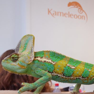 KAMELEOON
